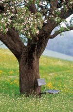 Baum in Blüte